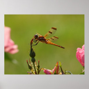 Golden Dragonfly Poster