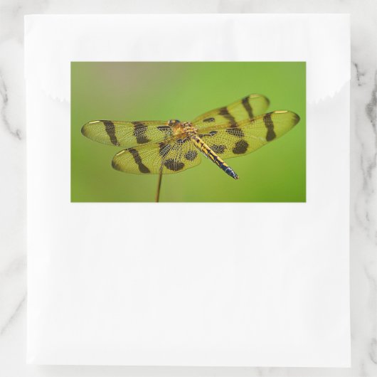 Golden Dragonfly Sticker (Tas)