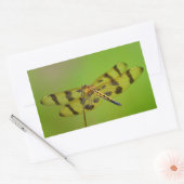 Golden Dragonfly Sticker (Envelop)
