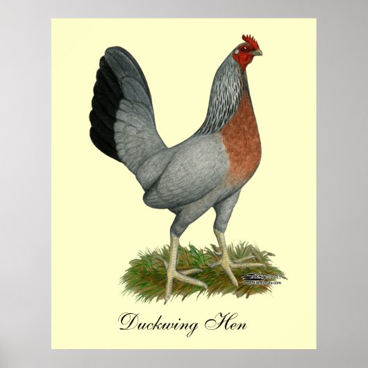 Golden Duckwing Hen Poster (Voorkant)