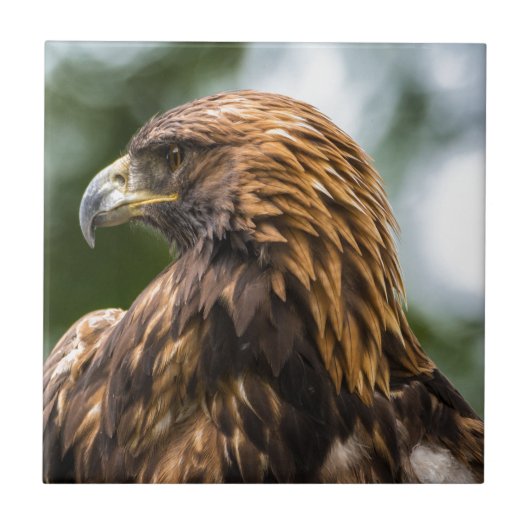 Golden Eagle (aquila chrysaetos) - Utah Tegeltje (Voorkant)