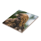 Golden Eagle (aquila chrysaetos) - Utah Tegeltje (Zijkant)
