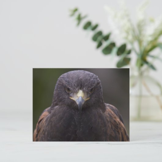 Golden Eagle Briefkaart (Staand voorkant)