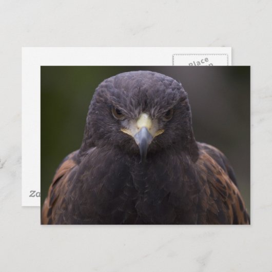 Golden Eagle Briefkaart (Voorkant / Achterkant)