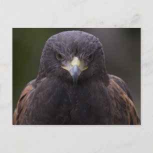 Golden Eagle Briefkaart