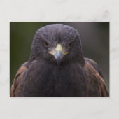Golden Eagle Briefkaart (Voorkant)
