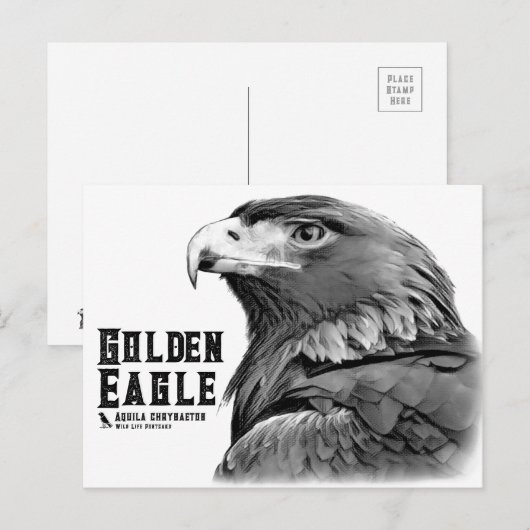 Golden Eagle Briefkaart (Voorkant / Achterkant)