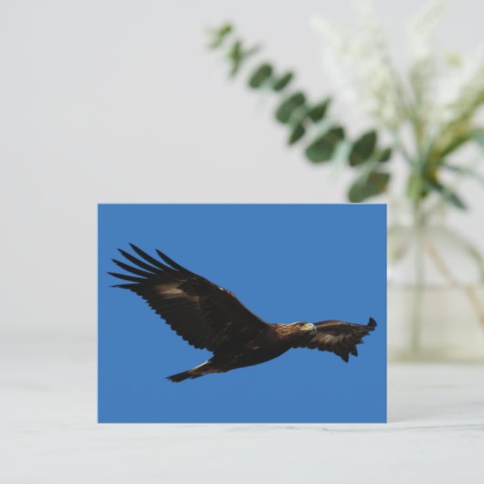 Golden Eagle Briefkaart (Staand voorkant)