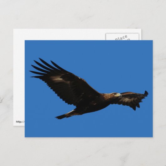Golden Eagle Briefkaart (Voorkant / Achterkant)