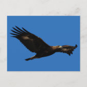 Golden Eagle Briefkaart (Voorkant)