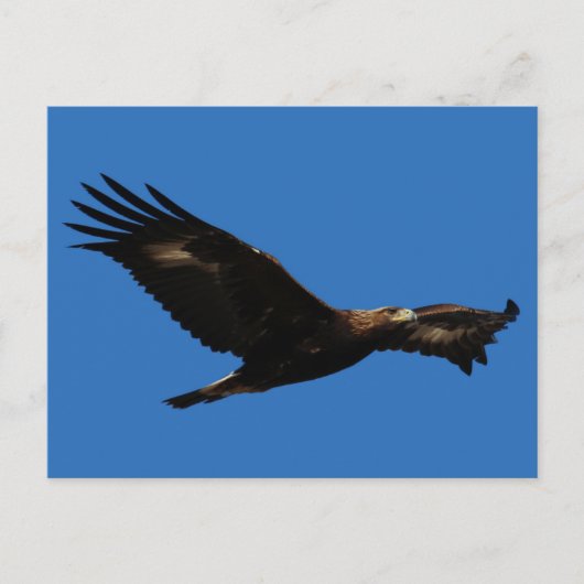 Golden Eagle Briefkaart (Voorkant)