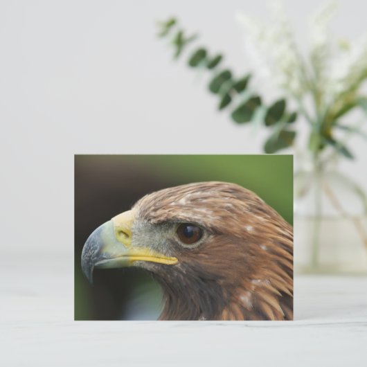 Golden Eagle Briefkaart (Staand voorkant)