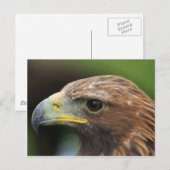 Golden Eagle Briefkaart (Voorkant / Achterkant)