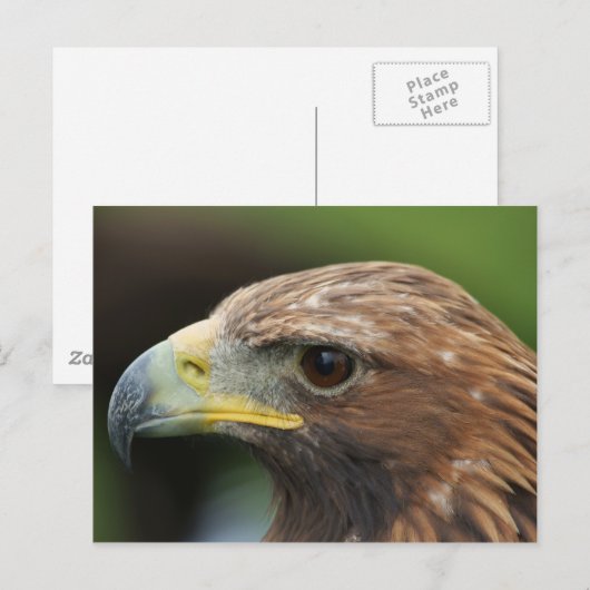 Golden Eagle Briefkaart (Voorkant / Achterkant)