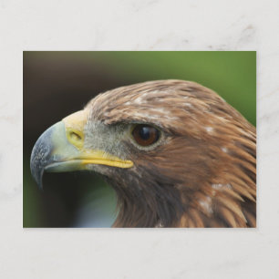 Golden Eagle Briefkaart
