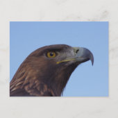 Golden eagle briefkaart (Voorkant)