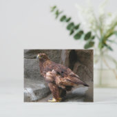 Golden Eagle Briefkaart (Staand voorkant)
