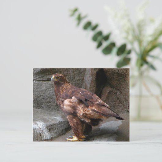 Golden Eagle Briefkaart (Staand voorkant)