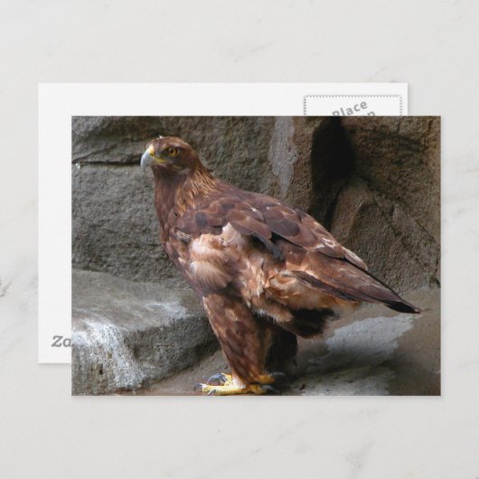 Golden Eagle Briefkaart (Voorkant / Achterkant)