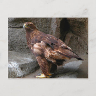 Golden Eagle Briefkaart