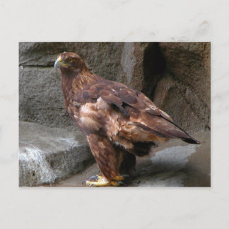 Golden Eagle Briefkaart