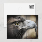 Golden Eagle:Briefkaart Briefkaart (Voorkant / Achterkant)