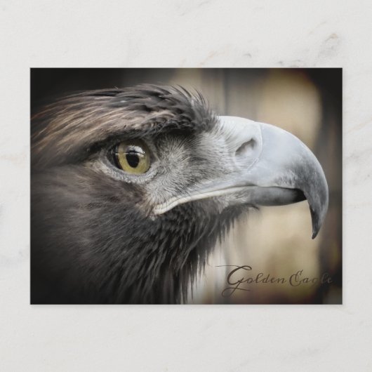 Golden Eagle:Briefkaart Briefkaart (Voorkant)