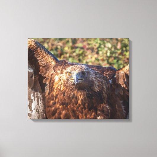 Golden eagle canvas afdruk (Voorkant)