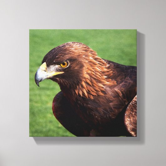 Golden Eagle Canvas Afdruk (Voorkant)