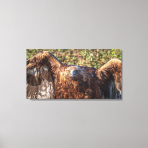 Golden eagle canvas afdruk