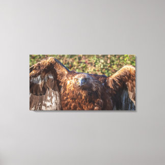 Golden eagle canvas afdruk