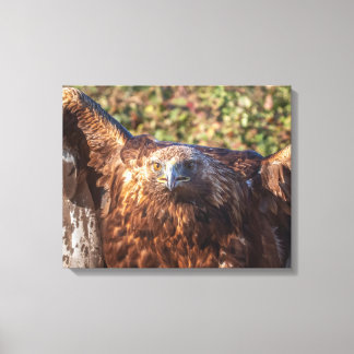 Golden eagle canvas afdruk
