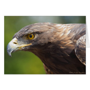 Golden Eagle closeup