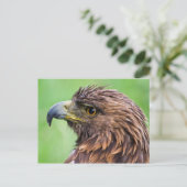 Golden Eagle Closeup Briefkaart (Staand voorkant)