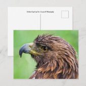 Golden Eagle Closeup Briefkaart (Voorkant / Achterkant)