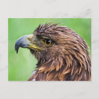 Golden Eagle Closeup Briefkaart