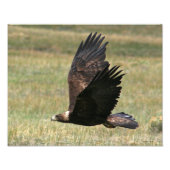 Golden Eagle in Flight 11x14 horizontaal Foto Afdruk (Voorkant)