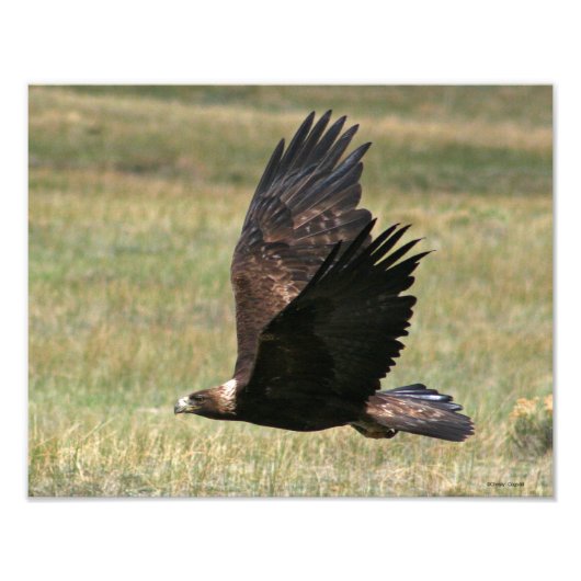 Golden Eagle in Flight 11x14 horizontaal Foto Afdruk (Voorkant)