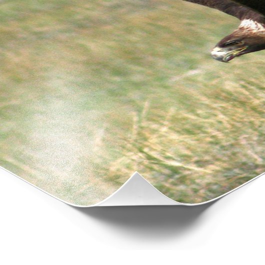 Golden Eagle in Flight 11x14 horizontaal Foto Afdruk (Hoek)