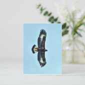 Golden Eagle in Flight Briefkaart (Staand voorkant)