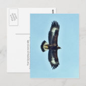 Golden Eagle in Flight Briefkaart (Voorkant / Achterkant)