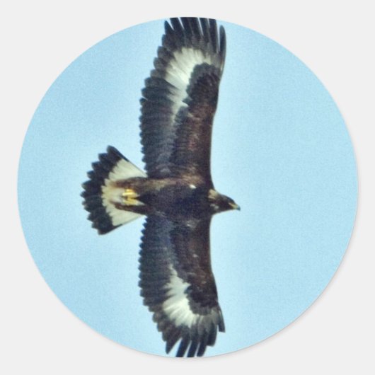 Golden Eagle in Flight Ronde Sticker (Voorkant)