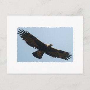 Golden Eagle in vlucht Briefkaart