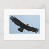 Golden Eagle in vlucht Briefkaart (Voorkant)
