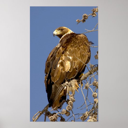 Golden Eagle in Yellowstone Poster (Voorkant)