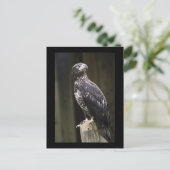 Golden Eagle Photo Briefkaart (Staand voorkant)