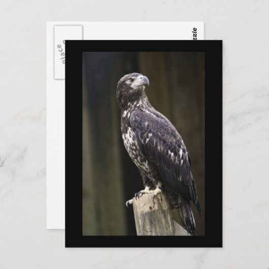 Golden Eagle Photo Briefkaart (Voorkant / Achterkant)