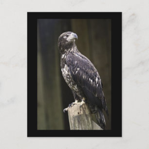 Golden Eagle Photo Briefkaart