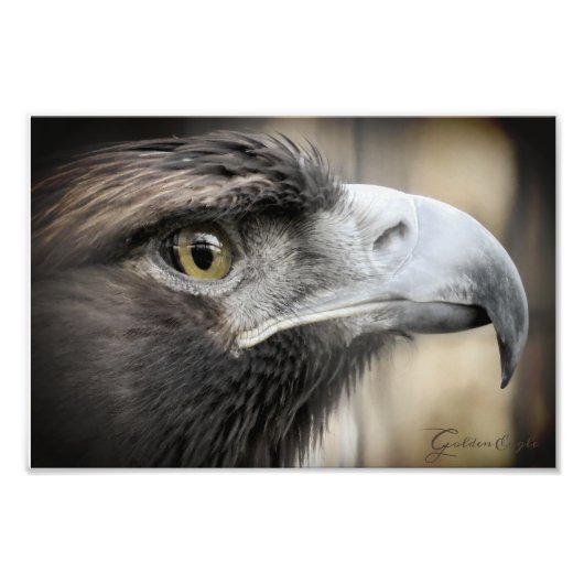 Golden Eagle:Photo Print Foto Afdruk (Voorkant)