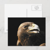 Golden Eagle Portrait Briefkaart (Voorkant / Achterkant)